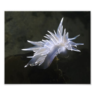 Alabaster Nudibranch Photo Enlargement Print