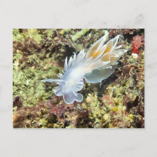 Alabaster Nudibranch - Postcard
