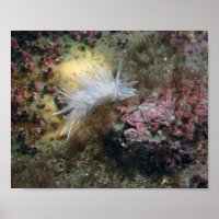 Alabaster Nudibranch