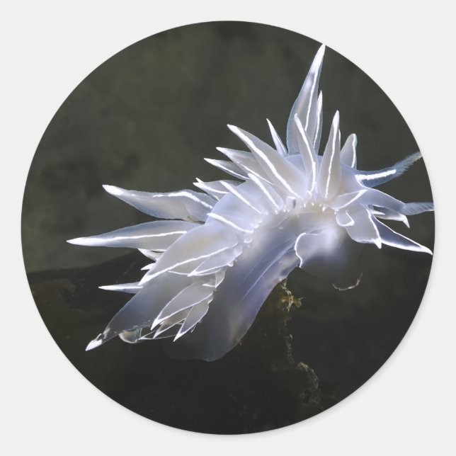 Alabaster Nudibranch Sticker (Front)