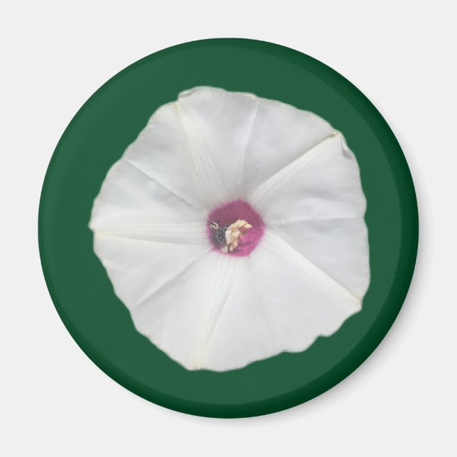 Alamo Vine Magnet (Front)