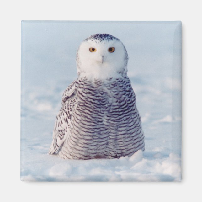 Alaska Arctic Snowy Owl Winter Scene Magnet (Front)