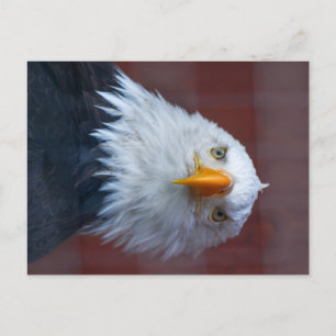 Alaska Bald Eagle, Looking very serious Postcard