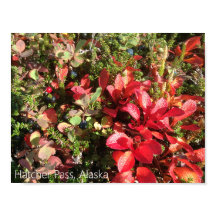 Alaska Berry Poster