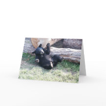 Alaska Black Bear Cub Greeting Card
