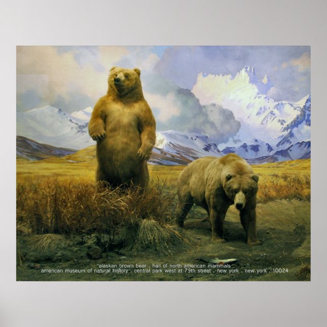 Alaska Brown Bear Poster (Front)