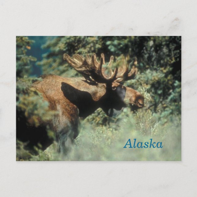 Alaska bull moose postcard (Front)