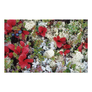 Alaska, Denali National Park, Arctic tundra is Photo Print