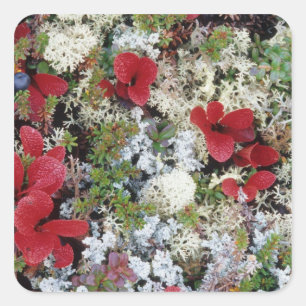 Alaska, Denali National Park, Arctic tundra is Square Sticker
