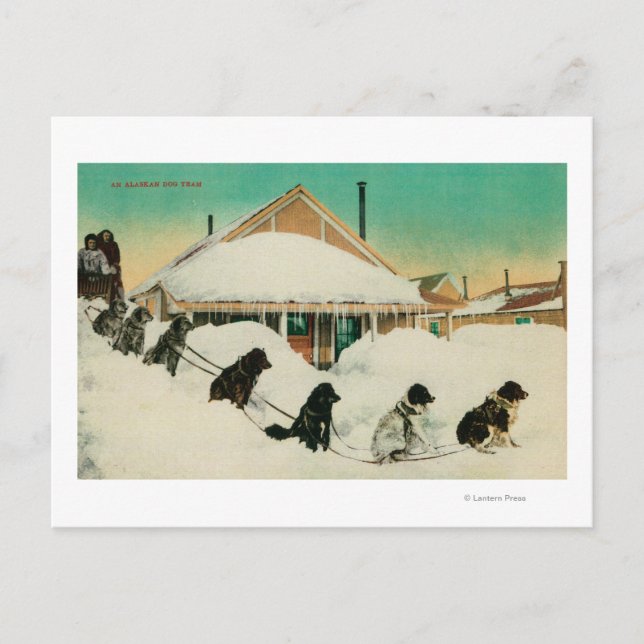 Alaska Dogsled Team resting in SnowState Postcard (Front)