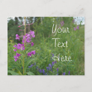 Alaska Fireweed wildflower Postcard