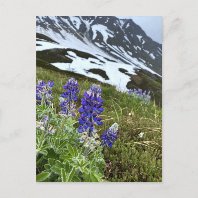Alaska Glacier Wildflower Mountain Postcard (Front)