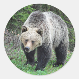 Alaska Grizzly Bear Wildlife Photo Classic Round Sticker