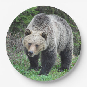 Alaska Grizzly Bear Wildlife Photo Paper Plate