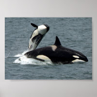 Alaska Killer Whale Photo