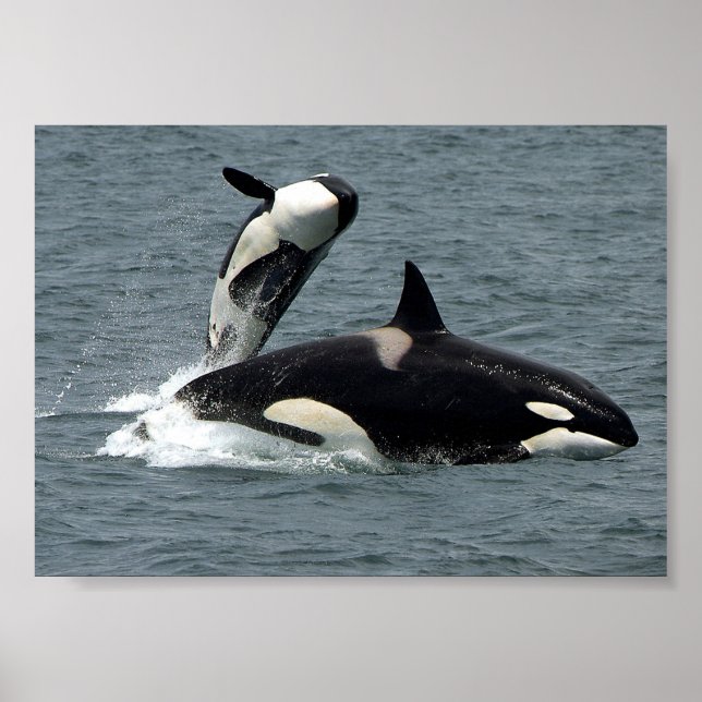 Alaska Killer Whale Photo Poster (Front)