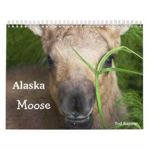 Alaska Moose Calendar