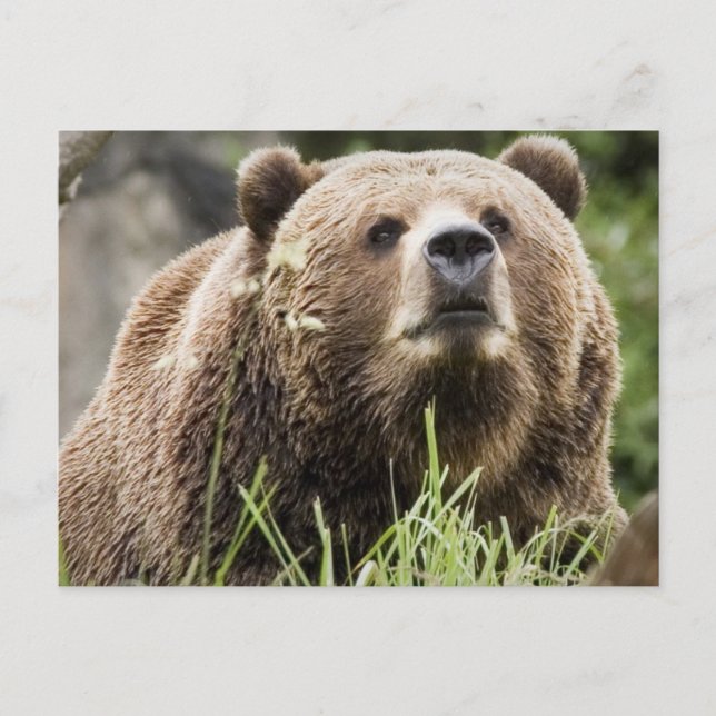 ALASKA POSTCARD (Front)