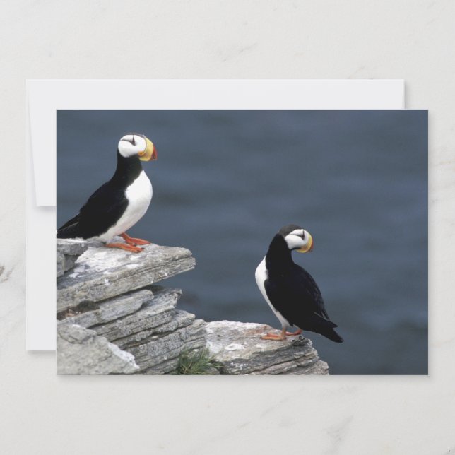 Alaska Puffins Feathered Colourful Birds (Front)