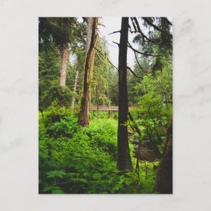 Alaska Rainforest Postcard