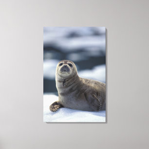 Alaska, southeast region Harbour seal on ice Canvas Print