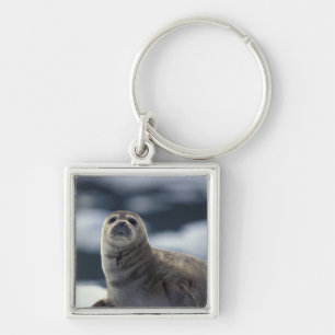 Alaska, southeast region Harbour seal on ice Key Ring