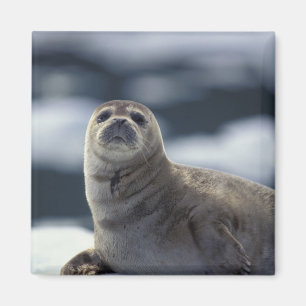 Alaska, southeast region Harbour seal on ice Magnet