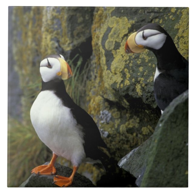 Alaska, St. Paul Island, the Pribilofs, horned Tile (Front)