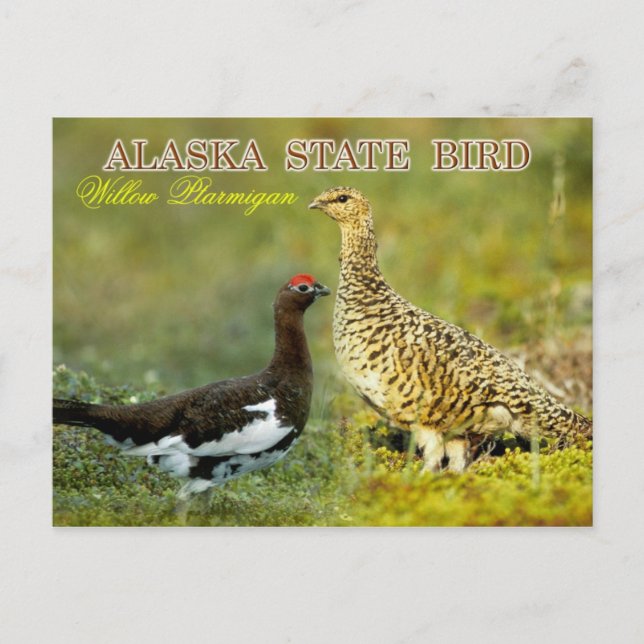 Alaska State Bird - Willow Ptarmigan Postcard (Front)