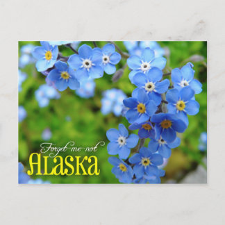 Alaska State Flower: Forget-me-not Postcard