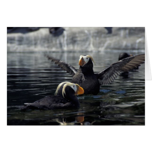 Alaska Tufted puffins (Front Horizontal)