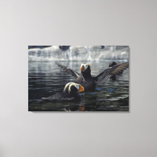 Alaska Tufted puffins Canvas Print
