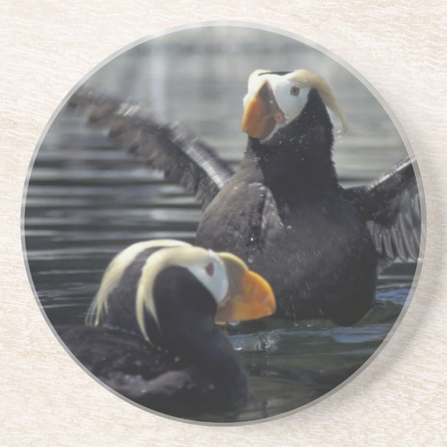 Alaska Tufted puffins Coaster (Front)