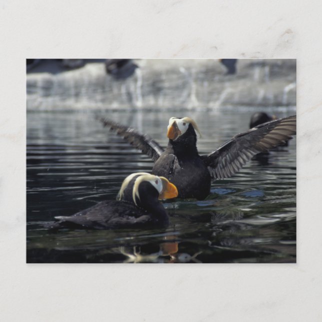 Alaska Tufted puffins Postcard (Front)