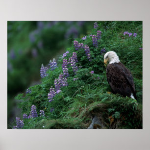 Alaska, Unalaska Island Bald Eagle among Nootka Poster
