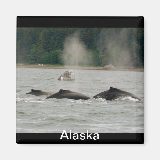 Alaska Whales Magnet (Front)