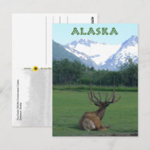 Alaska Wildlife Conservation Centre - 