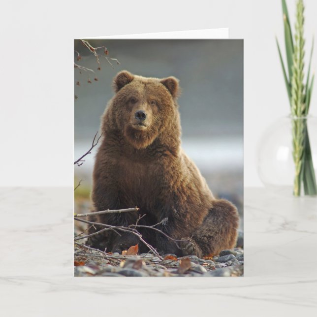 Alaskan Brown Bear at Kenai NWR, Alaska Card (Front)