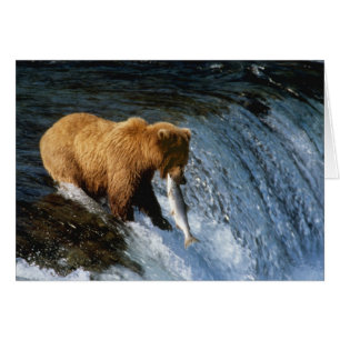 Alaskan Brown Bear Catching Salmon at Brooks
