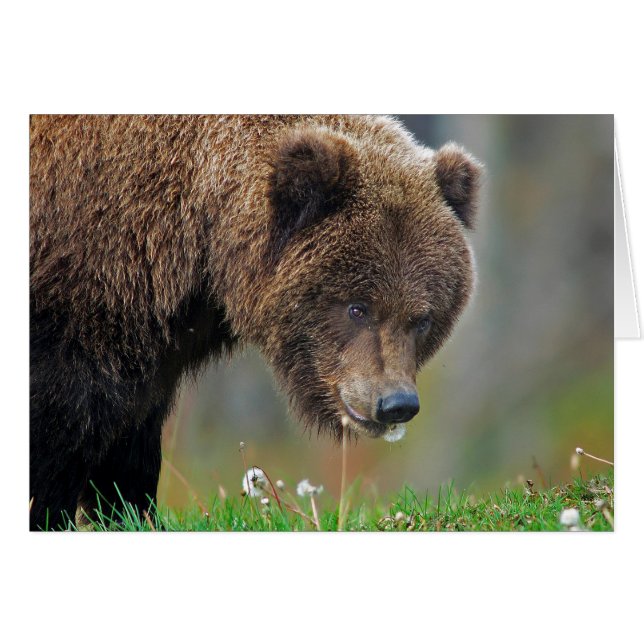 Alaskan Brown Bear Eating Dandelion (Front Horizontal)