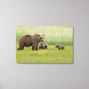 Alaskan Brown Bear Sow and three Cubs, Ursus Canvas Print