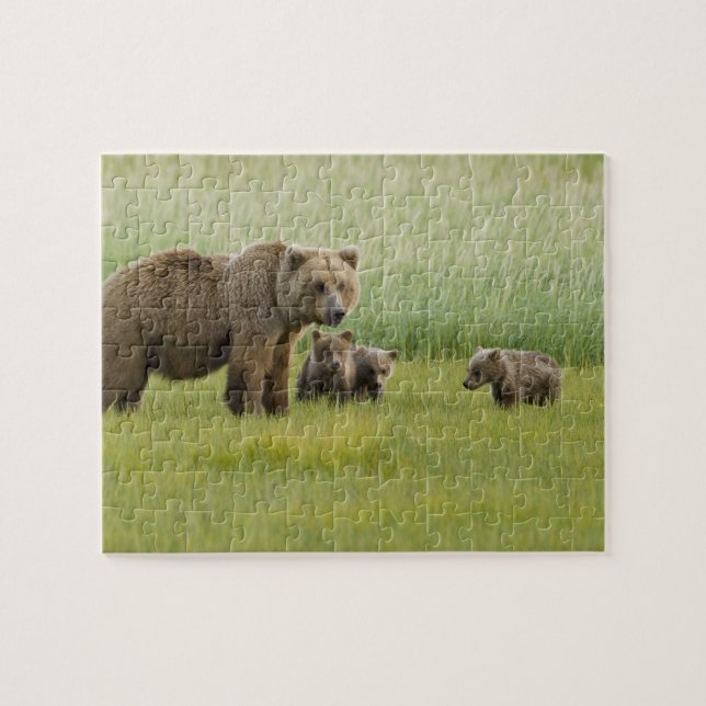 Alaskan Brown Bear Sow and three Cubs, Ursus Jigsaw Puzzle (Horizontal)