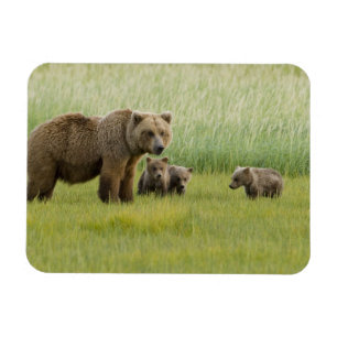 Alaskan Brown Bear Sow and three Cubs, Ursus Magnet
