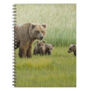 Alaskan Brown Bear Sow and three Cubs, Ursus Spiral Notebook