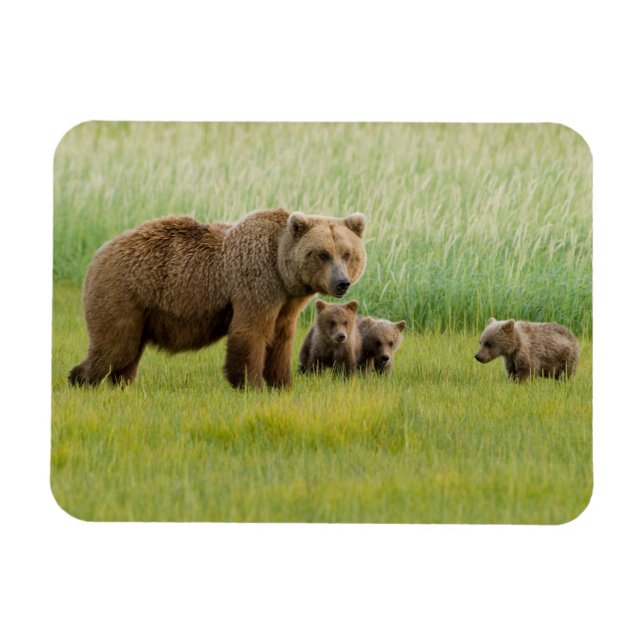 Alaskan Brown Bear with Cubs in a Meadow Magnet (Horizontal)