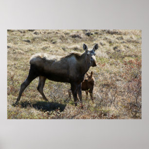 Alaskan Cow Moose with Calf Poster