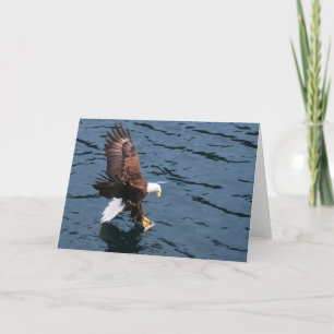 Alaskan eagle on water card