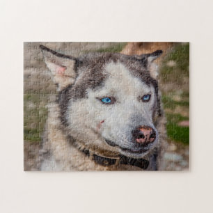 Alaskan Huskey Dog. Jigsaw Puzzle