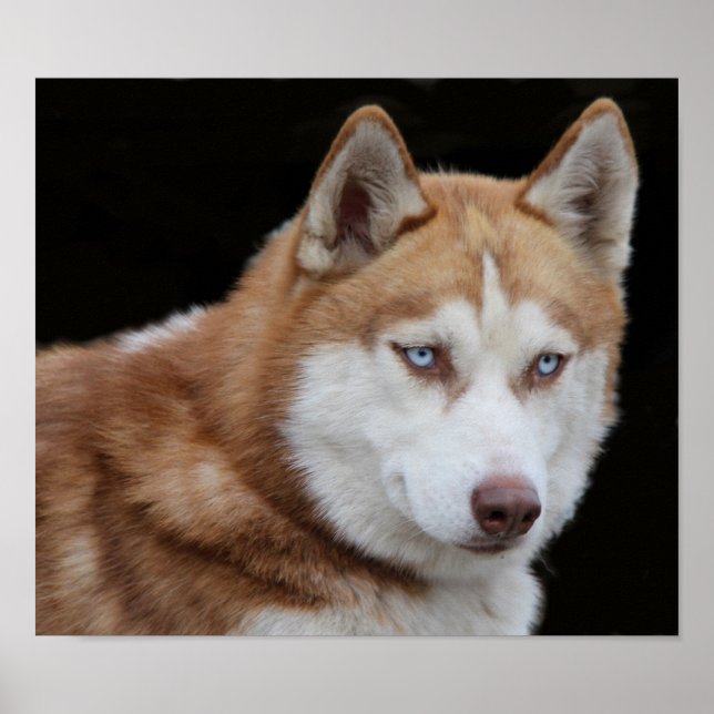 Alaskan Husky Dog Poster (Front)