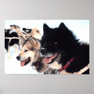 Alaskan Husky  Love Poster